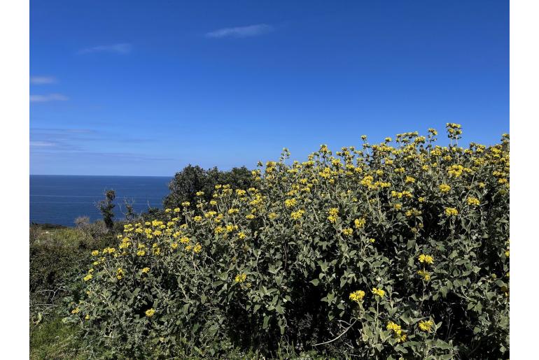 Phlomis fruticosa -1088