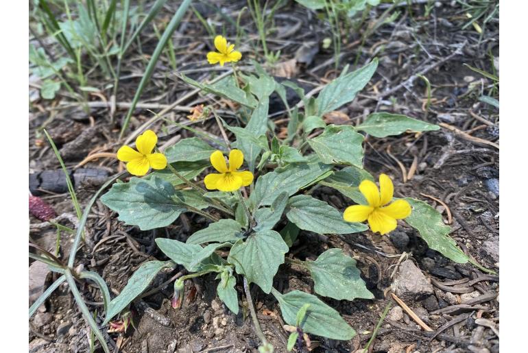 Viola pinetorum -1095