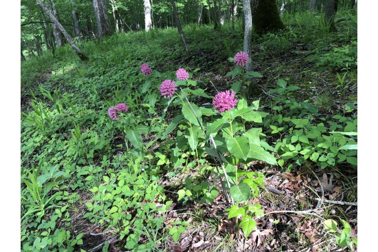 Asclepias purpurascens -1098