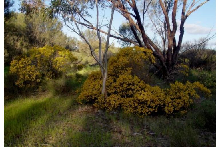 Acacia lineolata -1107