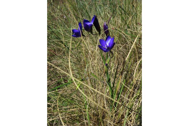 Geissorhiza lewisiae -1109