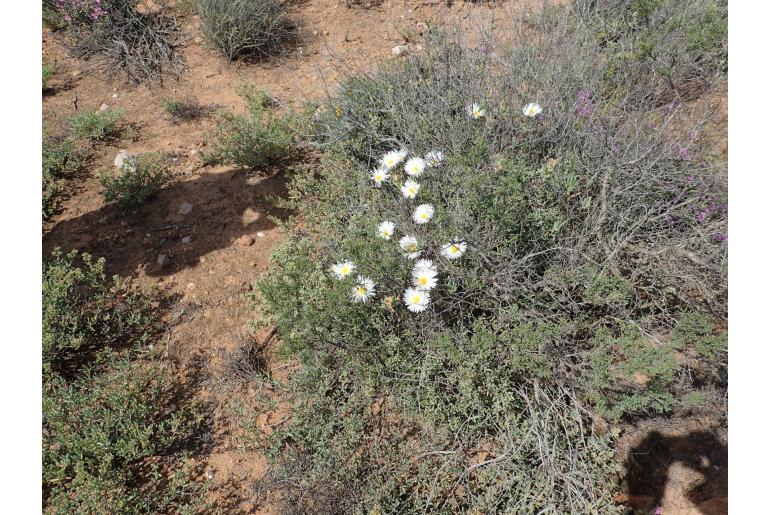 Lampranthus watermeyeri -1121