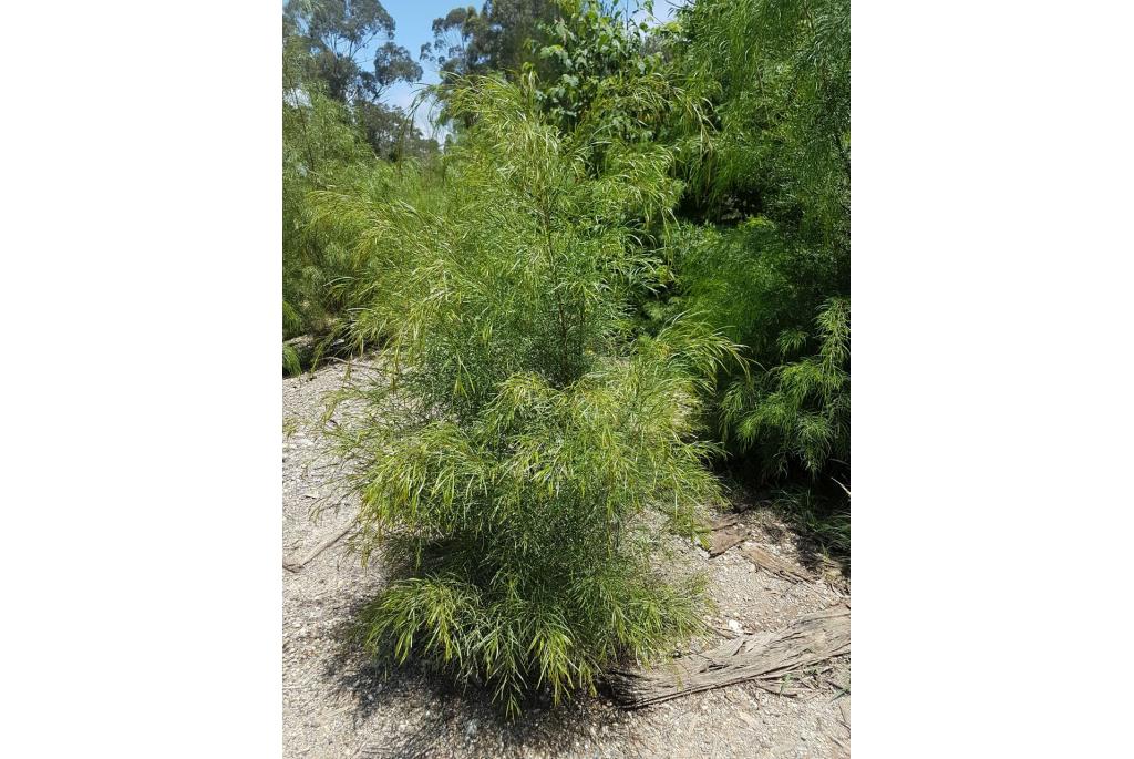 Poreus acacia