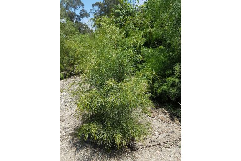 Acacia subporosa -1130