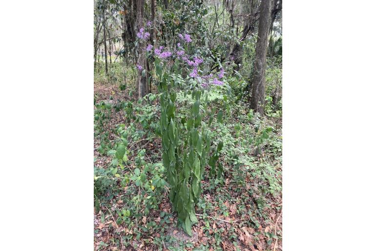 Vernonia gigantea -1133