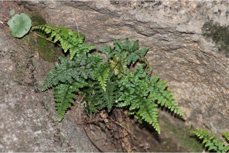 Asplenium obovatum ssp billotii -1136