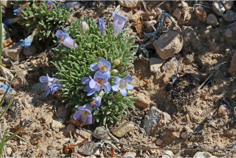 Penstemon acaulis -1138