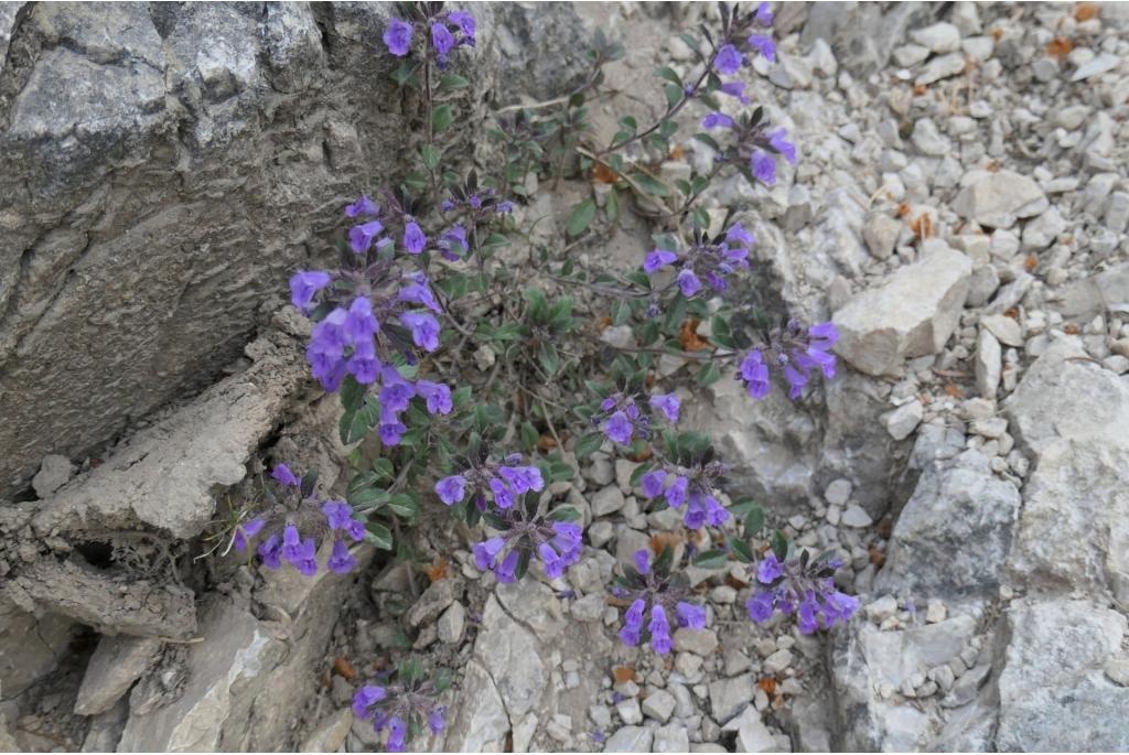 Ruige bergclinopodium