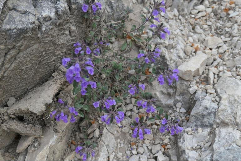 Clinopodium alpinum -1139