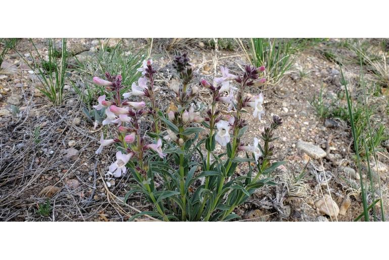 Penstemon albidus -1140