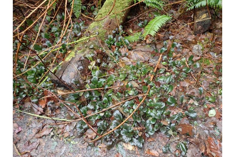 Ajuga reptans -1142