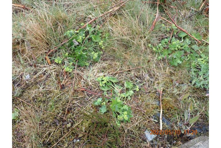 Alchemilla mollis -1147