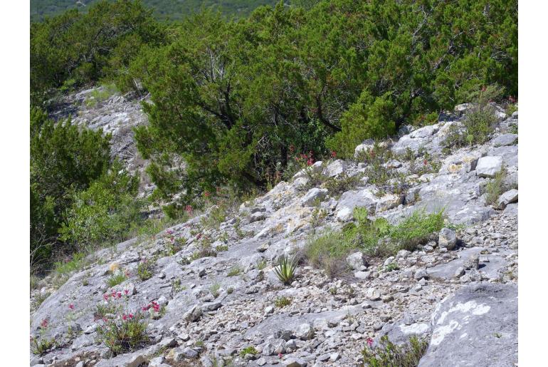 Penstemon baccharifolius -1148