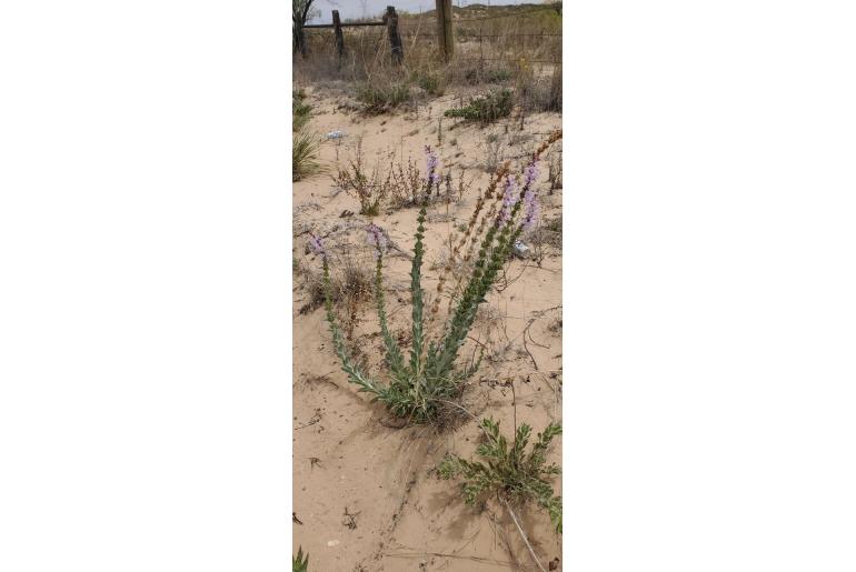 Penstemon buckleyi -1155