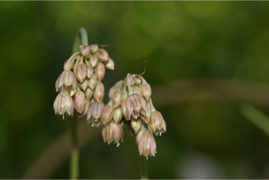 Ionian Islands allium