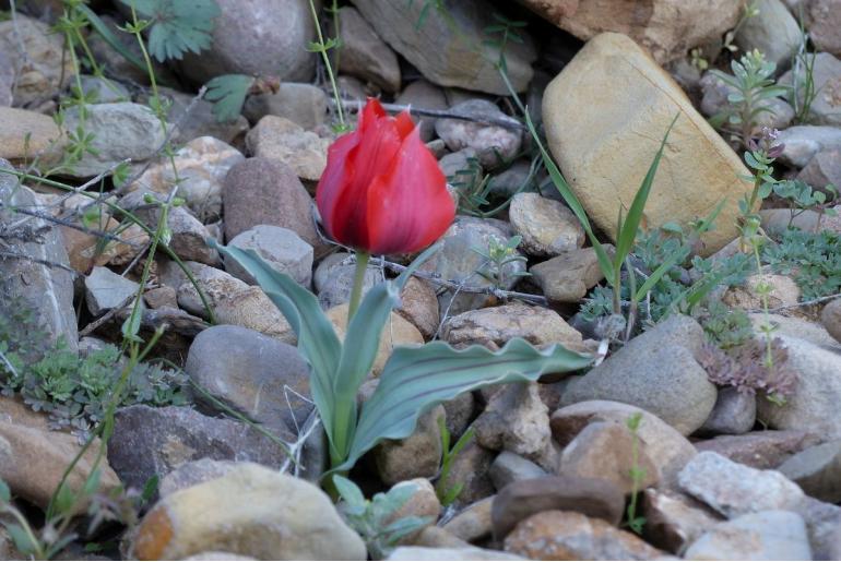 Tulipa undulatifolia var micheliana -1164