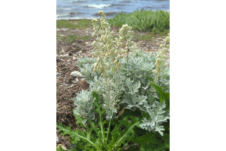 Artemisia stelleriana -1165