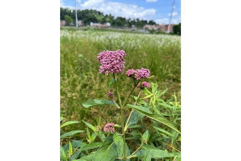 Asclepias incarnata -1166