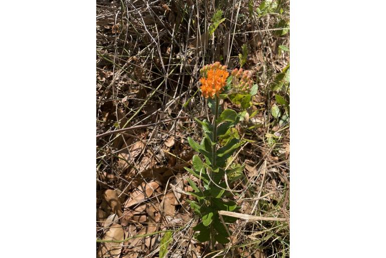 Asclepias tuberosa -1167