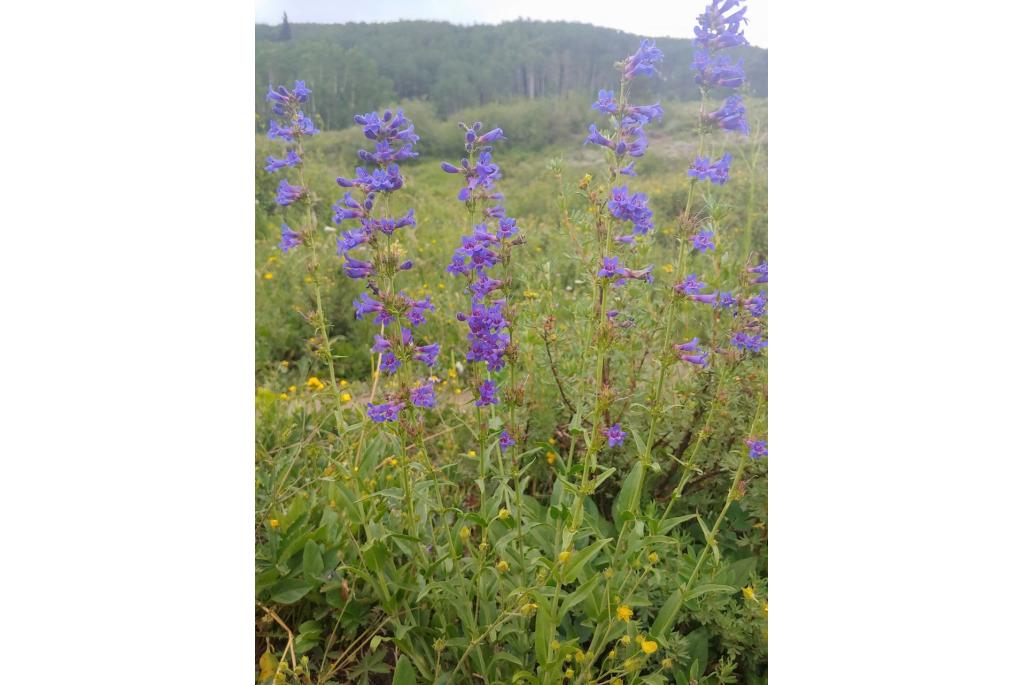 Grand Mesa Penstemon