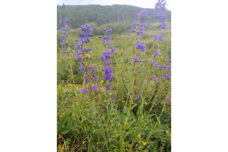 Penstemon mensarum -1169