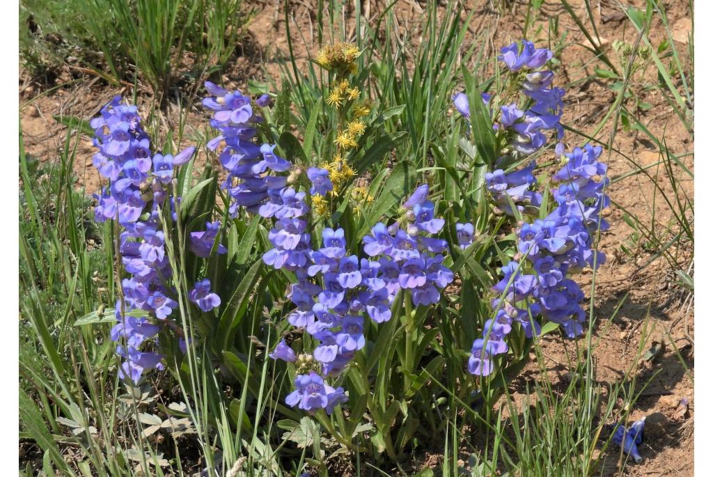 Haarloze alpine penstemon