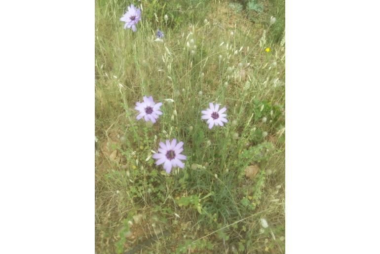 Catananche caerulea -1185