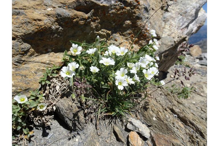 Cerastium alpinum -1191