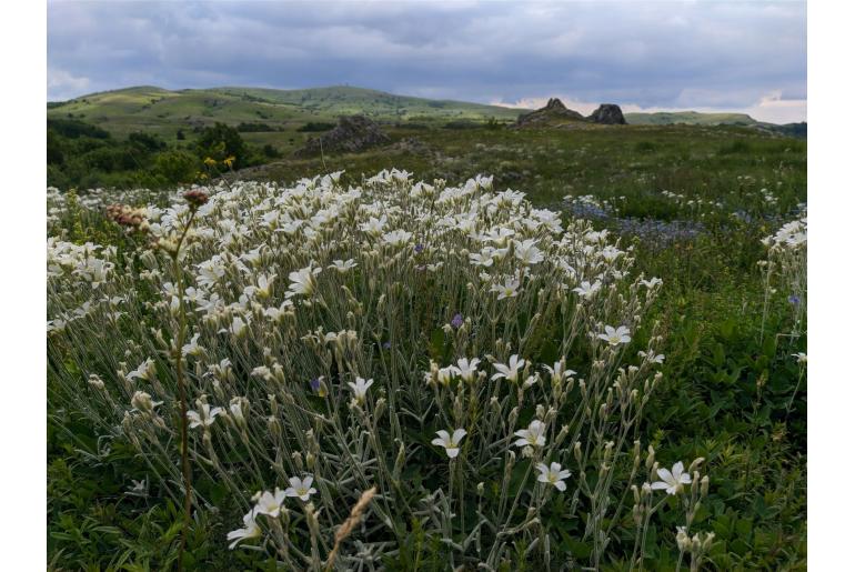 Cerastium biebersteinii -1192