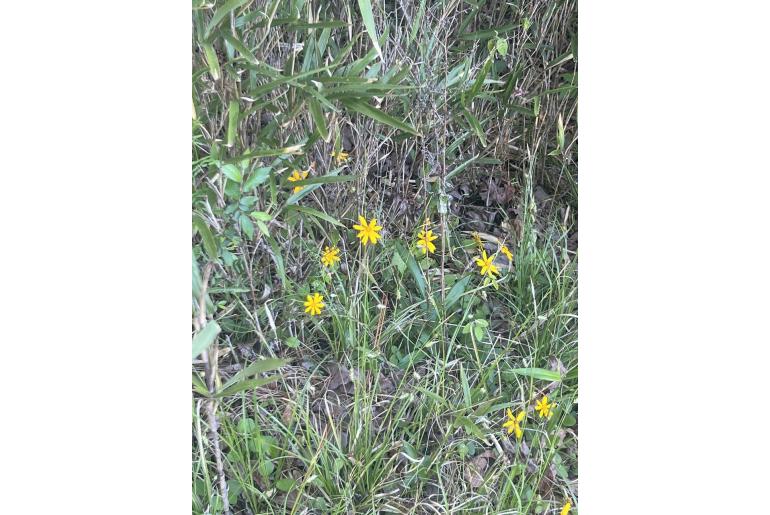 Coreopsis auriculata -1200