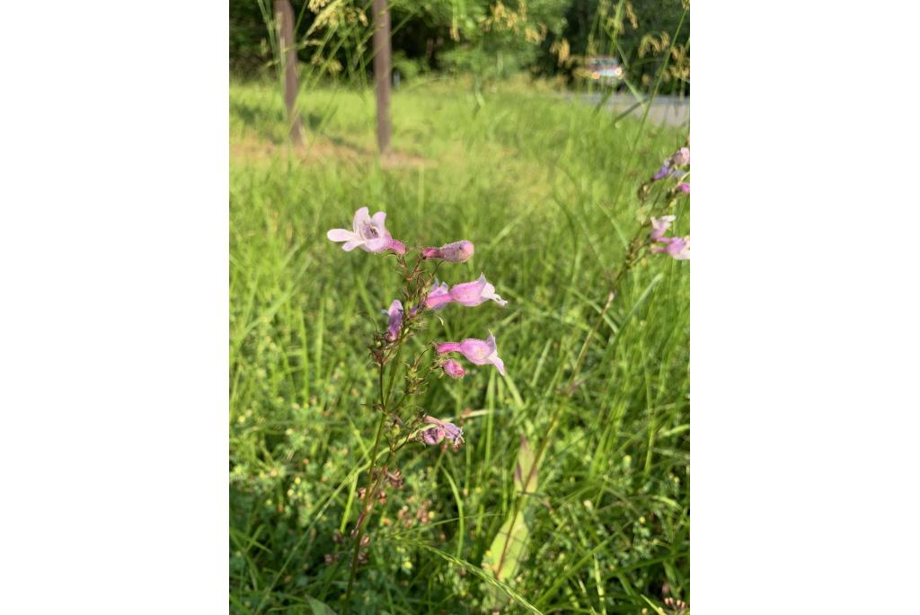 Lang kelkblad penstemon