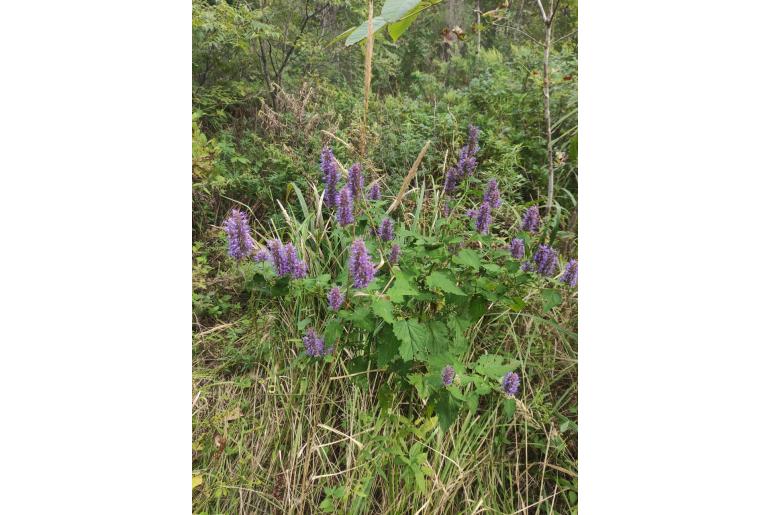 Agastache rugosa -1216