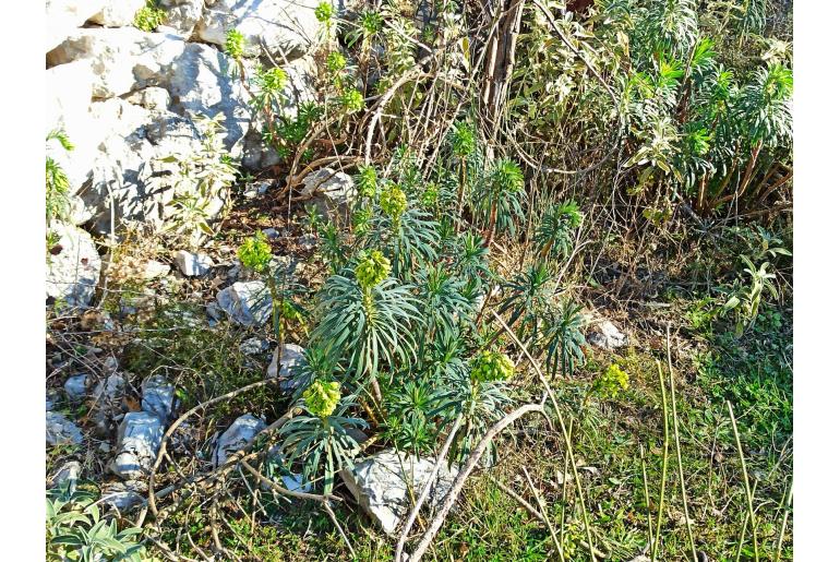 Euphorbia characias -1227