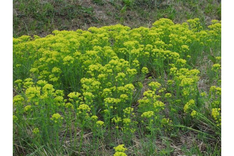 Euphorbia cyparissias -1228