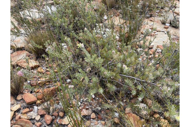 Leucospermum calligerum -1255