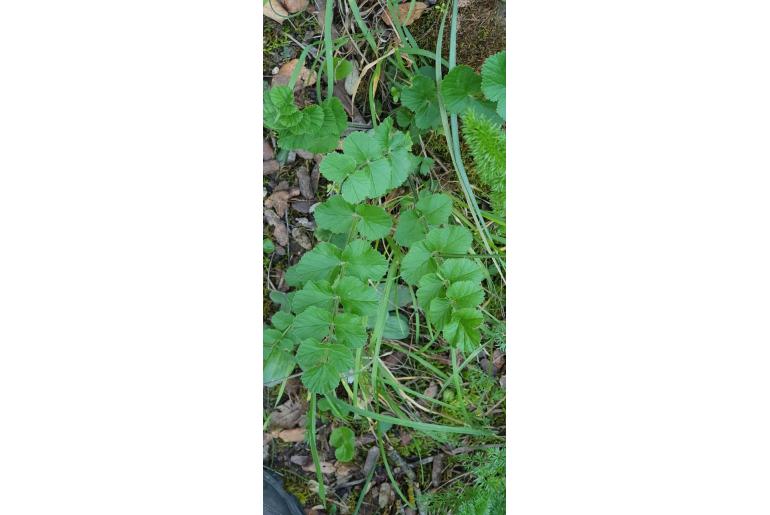 Pimpinella lutea -1262