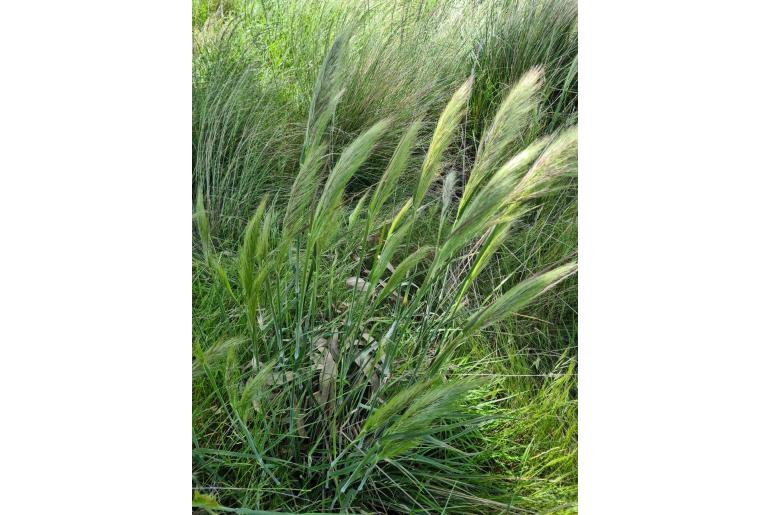 Austrostipa densiflora -1278