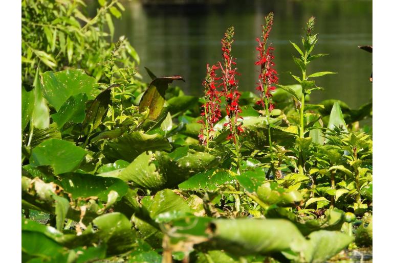 Lobelia cardinalis -1279