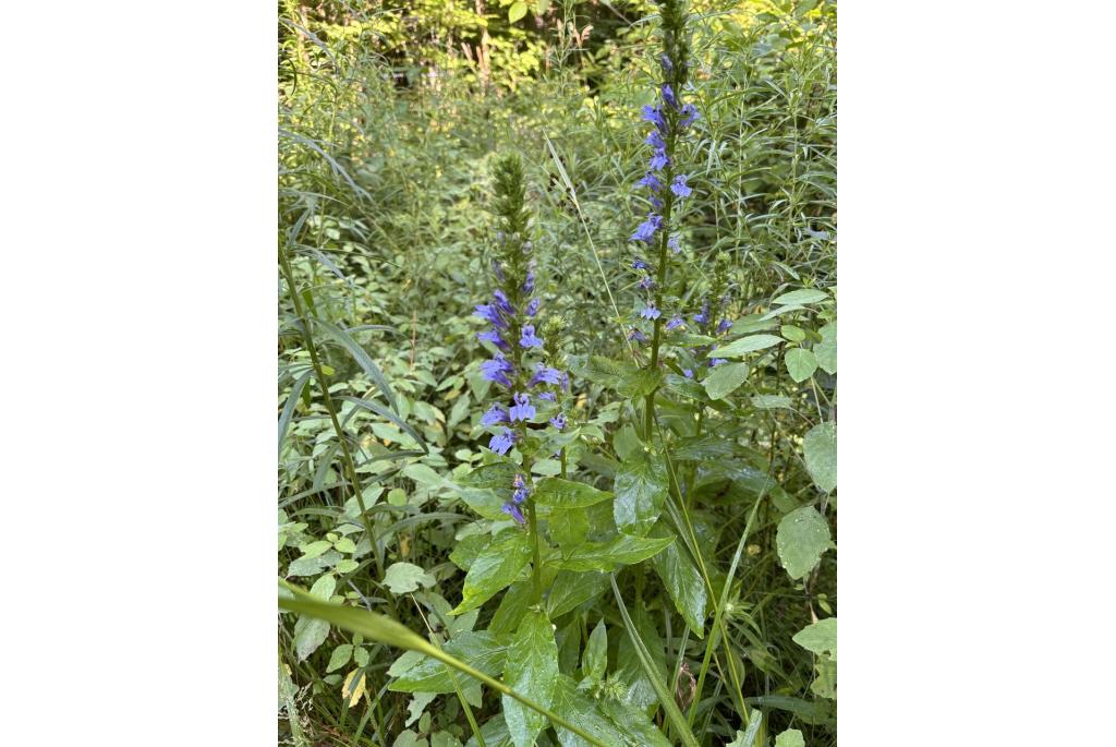 Virginische lobelia