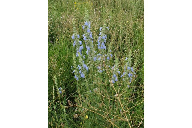 Salvia azurea -1283