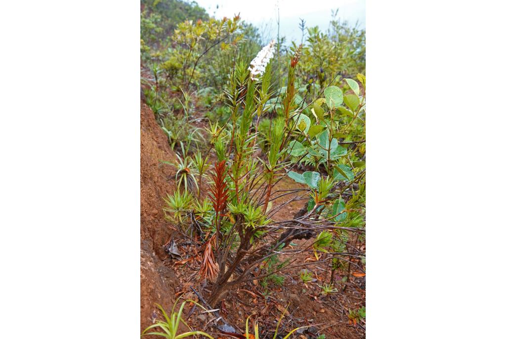 McKee's Dracophyllum