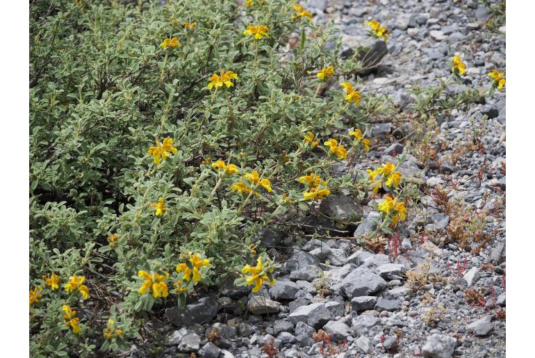 Phlomis lanata -1297