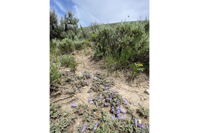 Penstemon caespitosus -1299