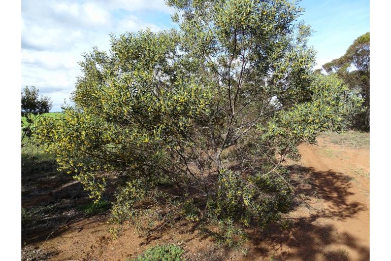 Acacia trineura -1306