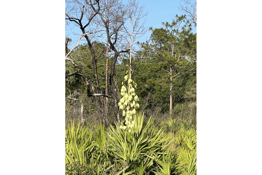 Draadachtige yucca