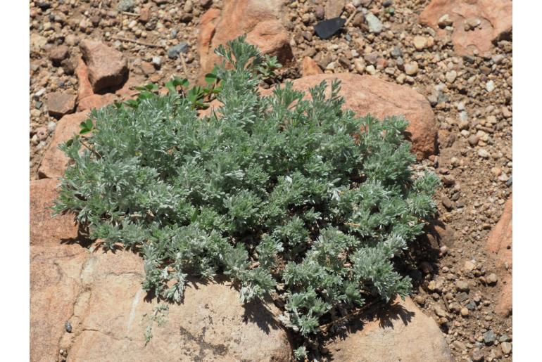 Artemisia frigida -1309