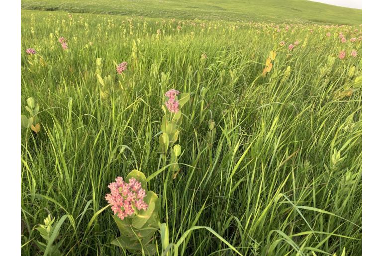 Asclepias sullivantii -1325