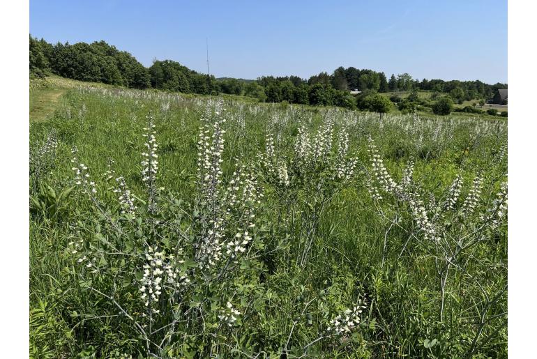 Baptisia alba -1331