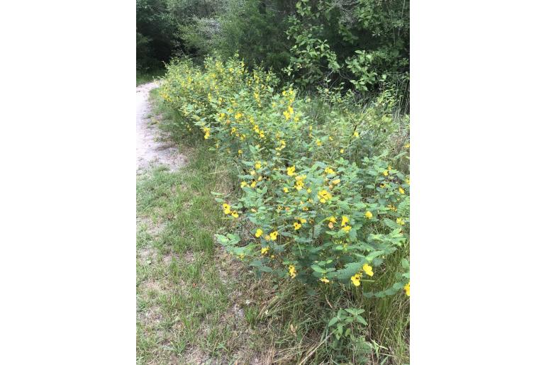 Chamaecrista fasciculata -1334