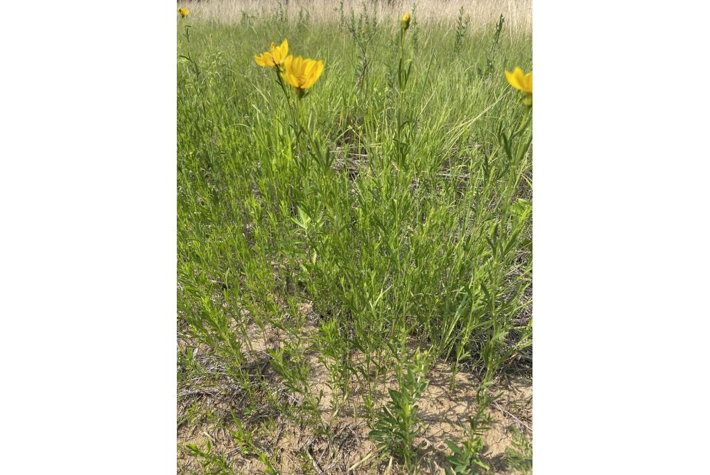 Prairie-coreopsis